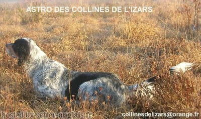 Setter Anglais ASTRO DES COLLINES DE L'IZARS